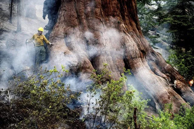 A firefighter protects a sequoia tree as the Washburn Fire burns in Mariposa Grove in Yosemite National Park, Calif., on Friday, July 8, 2022. (Photo by Noah Berger/AP Photo)