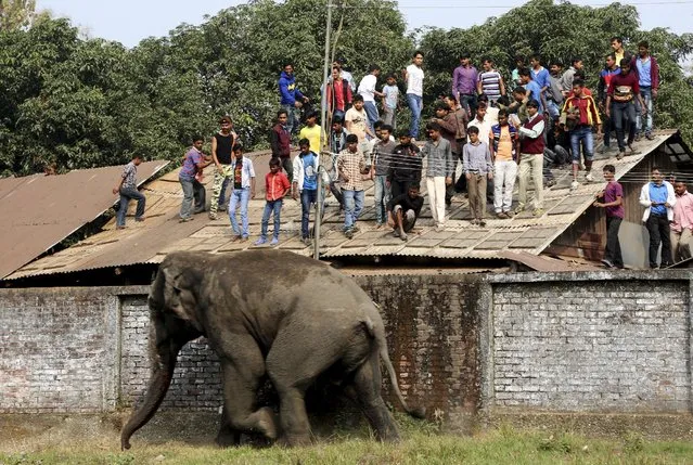 People watch from a rooftop as a wild elephant runs after it was tranquilized in Siliguri, India, February 10, 2016. According to local media reports, the elephant went on rampage in Siliguri after entering from a nearby Baikunthapur forest on Wednesday. (Photo by Reuters/Stringer)