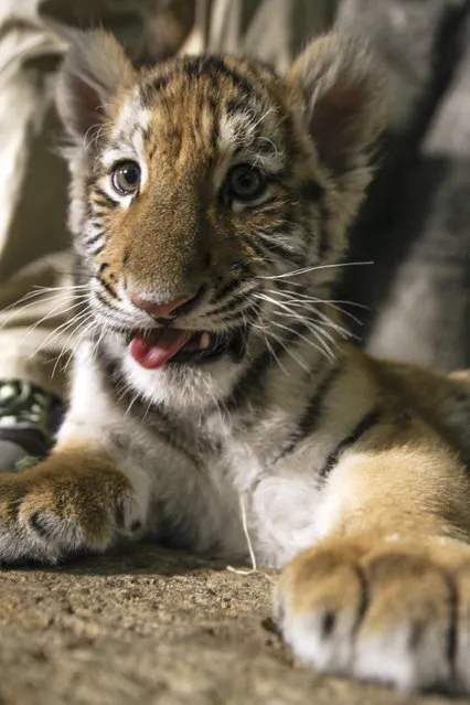 In this December 12, 2016, photo, the Amur tiger cub Kashtan looks at a camera at the Milwaukee County Zoo in Milwaukee. Kashtan is being hand-raised by staff – an unusual undertaking for a zoo. Kashtan had an infection at about a month old and had to be separated so medical staff could care for him. He was gone for about a month and zoo officials didn't know whether the mother would take him back and didn't want to risk his health or safety. (Photo by Carrie Antlfinger/AP Photo)