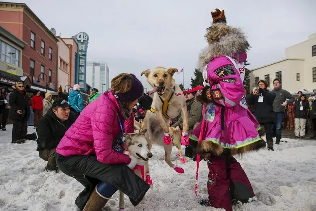 Alaskan musher DeeDee Jonrowe and Senator Lisa Murkowski get ready to head to the ceremonial start of the Iditarod Trail Sled Dog Race in downtown Anchorage, Alaska March 5, 2016. (Photo by Nathaniel Wilder/Reuters)