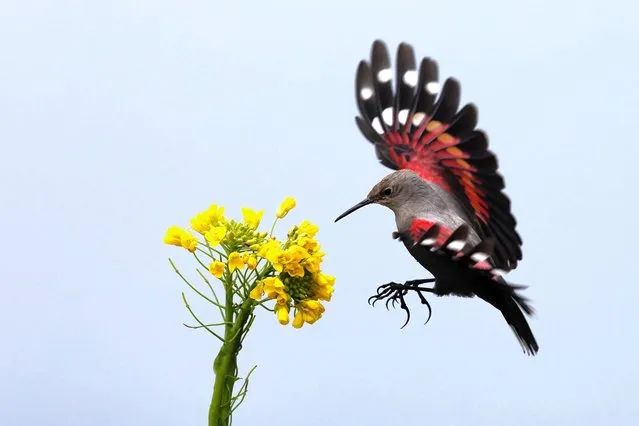 A Wallcreeper (aka Tichodroma muraria) flies to a flower on January 28, 2024 in Leshan, Sichuan Province of China. (Photo by Zhou Zhiyong/VCG via Getty Images)