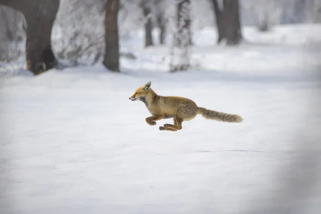 A fox runs away after hearing dog barks in a village as he looks for food on snow covered field in Ovacik district of Tunceli, Turkiye on December 31, 2023. (Photo by Sidar Can Eren/Anadolu via Getty Images)