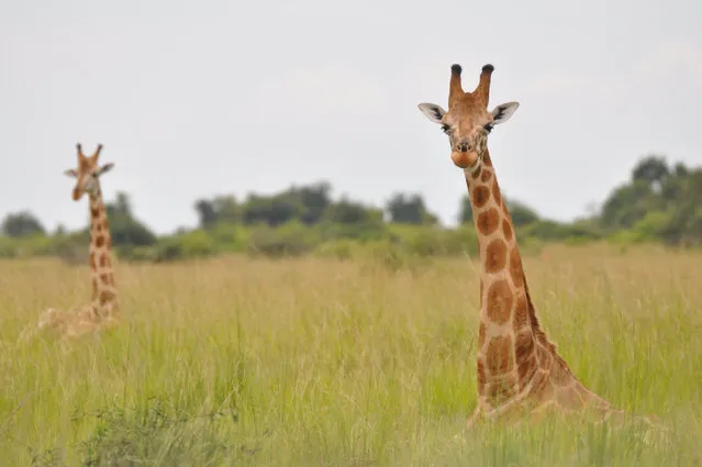 Nubian giraffes are seen in Murchison Falls, Uganda in this undated handout picture. (Photo by Courtesy Julian Fennessy/Reuters)