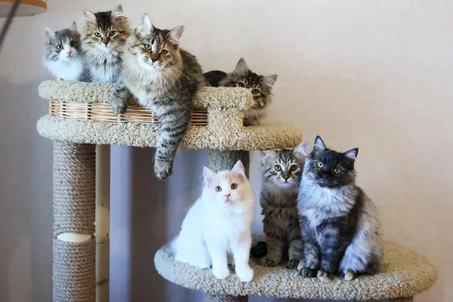 Siberian cats are seen at the Tayozhny Krai kennel in Krasnoyarsk, Russia on October 18, 2021. The Siberian cat is a semi long haired cat breed. The Siberian cat, known from the 16th century, is a natural breed registered in 1997 when Siberian cats were discovered in streets of Siberian cities. Irina Markina started breeding the Krasnoyarsk variant of the Siberian cat 10 years ago. Her kennel has 40 cats, kept in an apartment and at pet boarding. The Siberian cat is highly popular abroad due to its beauty and hypoallergenicity. (Photo by Andrei Samsonov/TASS)