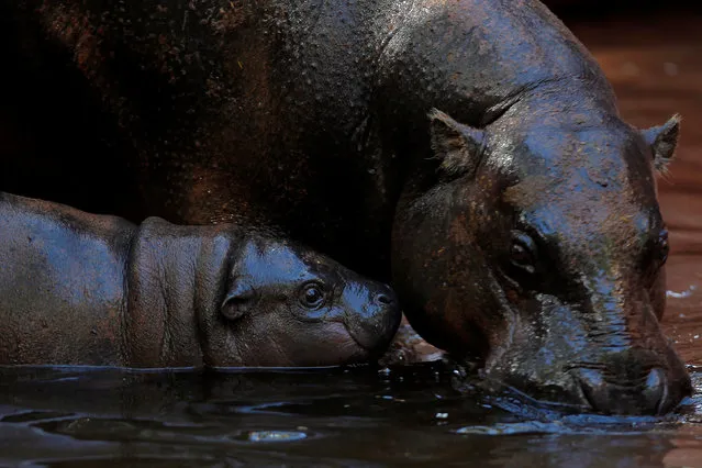 Nimba, a five-month-old baby female pygmy hippopotamus (Choeropsis liberiensis), plays with her mother Liberia in the enclosure at Bioparc Fuengirola in Fuengirola, near Malaga, southern Spain, February 8, 2017. (Photo by Jon Nazca/Reuters)