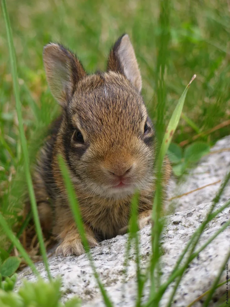 Simply Some Photos: Bunny Baby