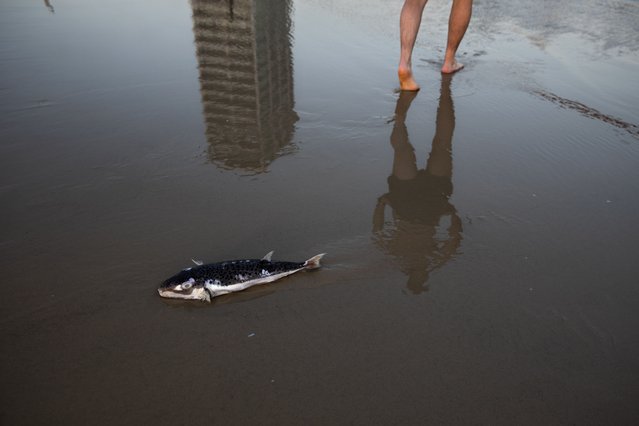 A man walks by a dead puffer fish in Tel Aviv's beach, Israel, Saturday, June 26, 2021. (Photo by Oded Balilty/AP Photo)