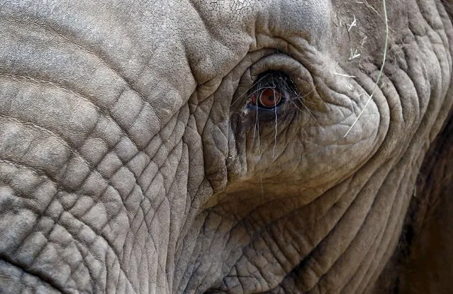 An African elephant eyes visitors as he stands in an enclosure at wildlife park “Opel Zoo” in Kronberg, Germany, March 20, 2016. (Photo by Kai Pfaffenbach/Reuters)