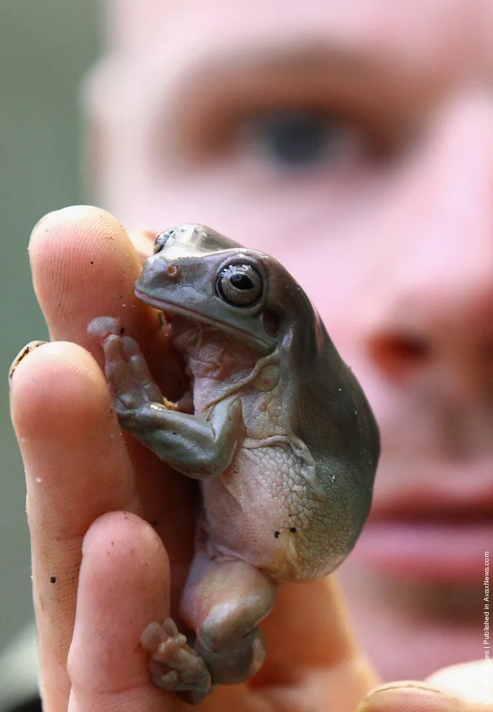 Creatures Are Added To The Brilliant Birds Exhibit At Edinburgh Zoo