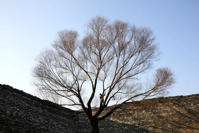 A man prunes branches on a tree next to a section of the Ming Dynasty City Wall on a sunny day in central Beijing, China February 17, 2017. (Photo by Jason Lee/Reuters)