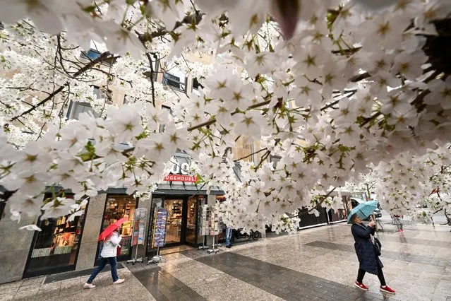 Pedestrians walk along a street under blossoming trees in the centre of Frankfurt am Main, western Germany, on March 15, 2024. (Photo by Kirill Kudryavtsev/AFP Photo)