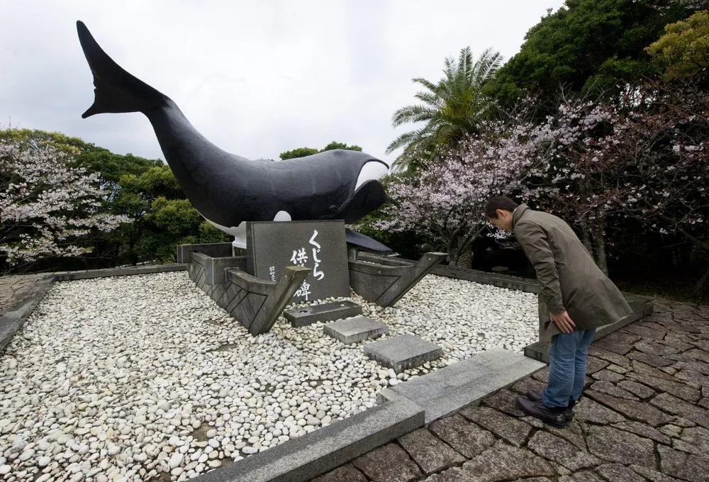 U.N. Court Orders Halt to Japan’s Whaling Program