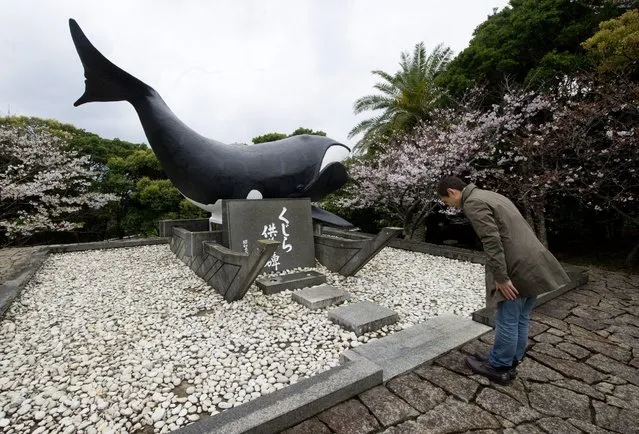 The image made available on 31 March 2014 shows a tourist praying to the spirit of whales at a shrine in Taiji city, Wakayama prefecture, Japan, 29 March 2014. Following the release of the Academy Award winning documentary “The Cove” which depicts the dolphin whaling practices of the local fishermen, the local residents received global outcry. Faced with a dwindling dolphin hunting economy the local citizens are exploring new ways of revenue through tourism. (Photo by Everett Kennedy Brown/EPA)