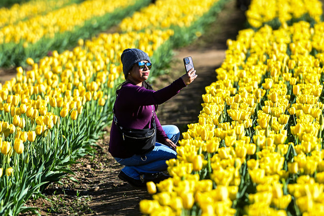 A visitor takes a selfie amidst tulips in a Tulipani Italiani field in Arese, near Milan, Italy on April 2, 2024. Over 500.000 tulips were planted by Dutch couple Edwin Koeman and Nitsuje Wolanios. (Photo by Piero Cruciatti/Anadolu via Getty Images)