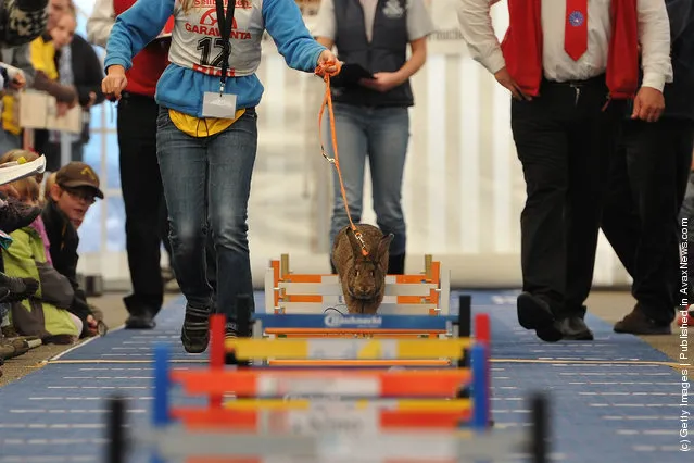 A rabbit jumps over a hurdle at an obstacle course during the first European rabbit hopping championships