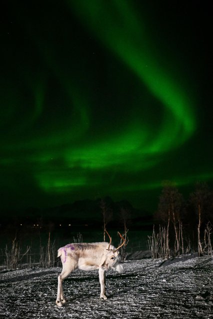A reindeer is seen in front of the northern lights (aurora borealis) illuminating the sky above a Sami camp outside the village of Breivikeidet near Tromso, Norway, beyond the Arctic Circle on January 1, 2024. (Photo by Sergei Gapon/AFP Photo)