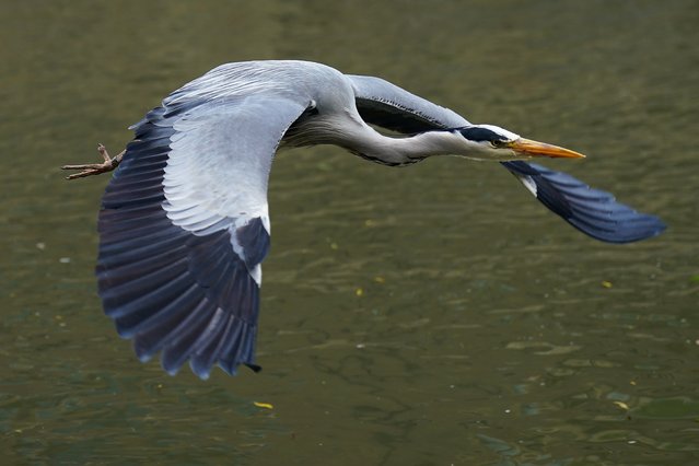 A grey heron flies along the River Cam in Cambridge, UK on Thursday, May 02, 2024. (Photo by Joe Giddens/PA Images via Getty Images)