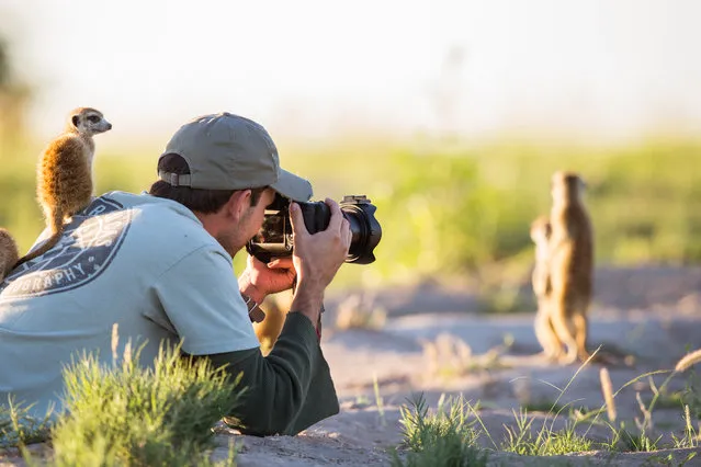 A baby Meerkat resting on a photographer while he takes a picture on January 2014 in Makgadikgadi, Botswana. These adorable Meerkats used a photographer as a look out post before trying their hand at taking pictures. The beautiful images were caught by wildlife photographer Will Burrard-Lucas after he spent six days with the quirky new families in the Makgadikgadi region of Botswana. Will has photographed Meerkats in the past and was delighted when he realised he would be shooting new arrivals. (Photo by Will Burrard-Lucas/Barcroft Media)