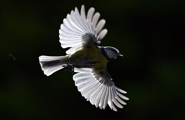 A Blue Tit leaves its nest in Portslade, southern England on May 20, 2024. (Photo by Glyn Kirk/AFP Photo)