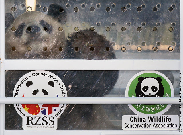 Chinese Pandas Tian Tian And Yang Guang Arrive In The UK
