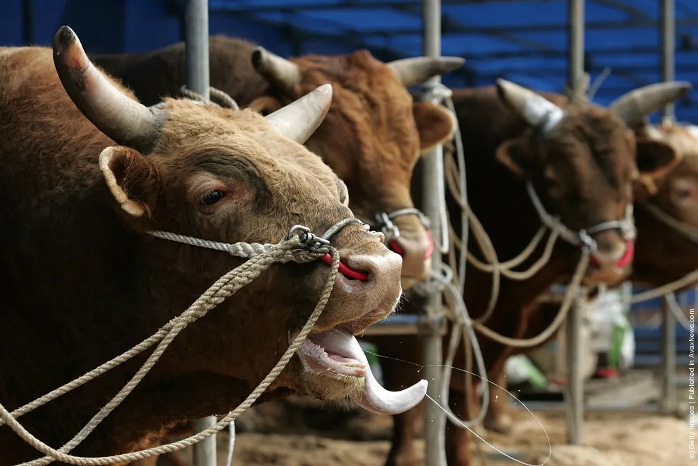 Cheongdo Bullfighting Festival