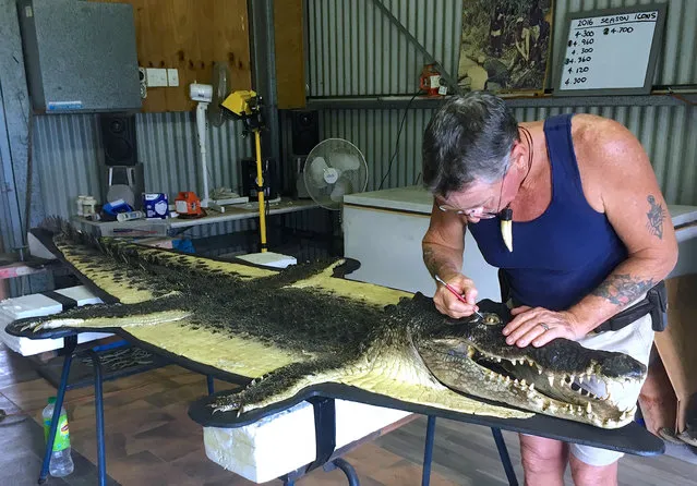Mick Pitman, also known as “Crocodile Mick”, paints the eyes of a crocodile in his workshop in Howard Springs, located near the northern Australian city of Darwin, April 21, 2017. (Photo by Stefica Bikes/Reuters)