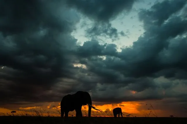 “African Fire”: Elephants at sunset. (Photo by Paul Goldstein/Rex Features)