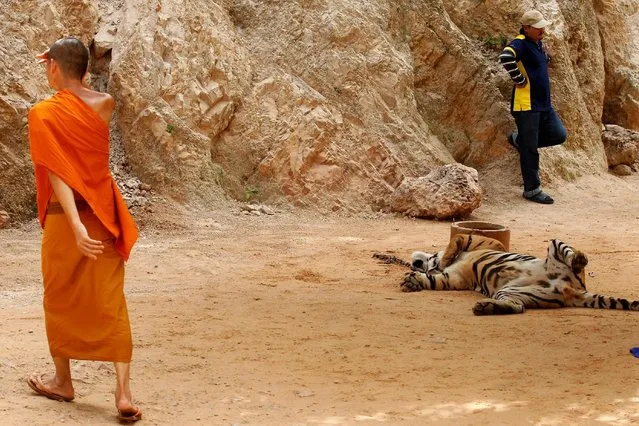 A Buddhist monk walks past a tiger before officials start moving them from Thailand's controversial Tiger Temple, a popular tourist destination which has come under fire in recent years over the welfare of its big cats in Kanchanaburi province, west of Bangkok, Thailand, May 30, 2016. (Photo by Chaiwat Subprasom/Reuters)