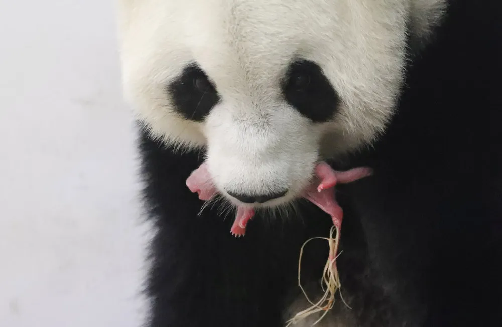 Baby Panda Born in Belgium Zoo