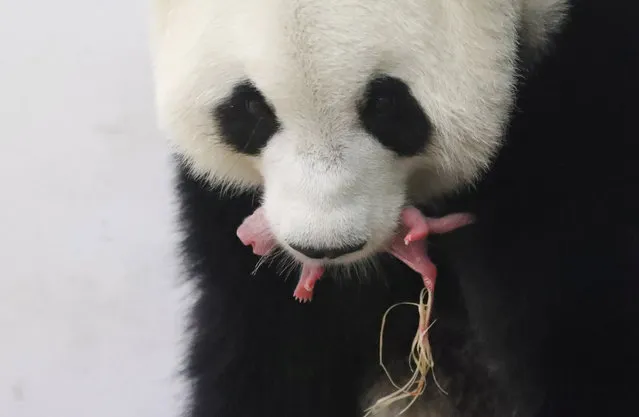 A baby panda is pictured at the Pairi Daiza wildlife park in Brugelette, Belgium, June 2, 2016. Hao Hao, a giant panda from China, has given birth to a male cub at a zoo in Belgium. Staff at the Pairi Daiza wildlife park called it a “true miracle”, as pandas struggle to reproduce in captivity. There are fewer than 2,000 pandas alive in the wild, though numbers have increased in the past decade. The cub, which weighs just 171g (6oz) and has yet to be named, was described as “a little pink sausage” and let out a healthy squeal immediately after birth. (Photo by Benoit Bouchez/Reuters/Pairi Daiza)