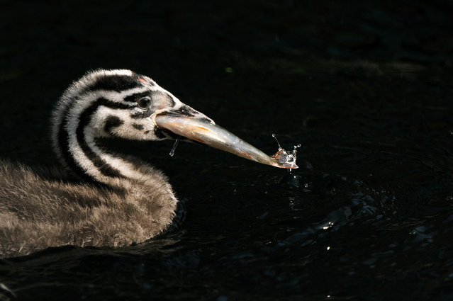 A young Great Crested Grebe feeds on fish caught by one of its parents in the Docklands, East London on August 23, 2024. (Photo by Victoria Jones/Rex Features/Shutterstock)