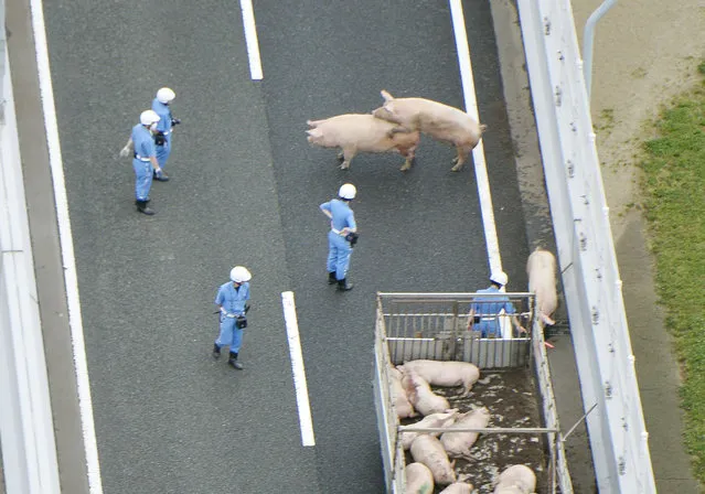 Photo taken from a Kyodo News helicopter shows police officers trying to catch escaped pigs on a highway in the western Japan city of Ikeda, Osaka Prefecture, Japan, in this photo taken by Kyodo on June 8, 2017. The 19 pigs escaped from a truck, which was involved in a collision with another truck. (Photo by Reuters/Kyodo News)
