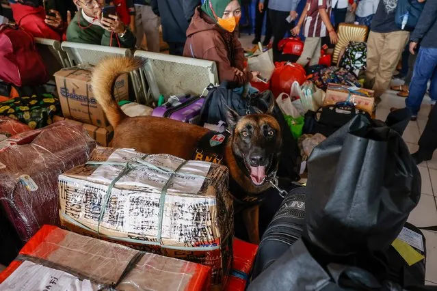 A K9 dog from the National Narcotics Agency (BNN) searches for suspected luggage as people wait for their bus that will take them to their hometowns at Kampung Rambutan bus terminal, in Jakarta, Indonesia, 27 April 2022. Millions of people started to leave the capital for their hometowns ahead of the Eid Al-Fitr celebrations that marks the end of Ramadan. Muslims around the world celebrate the holy month of Ramadan by praying during the night time and abstaining from eating, drinking, and sexual acts during the period between sunrise and sunset. Ramadan is the ninth month in the Islamic calendar and it is believed that the revelation of the first verse in the Koran was during its last 10 nights. (Photo by Mast Irham/EPA/EFE)