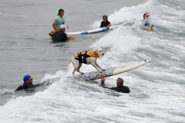 Large dogs compete in the 10th annual Petco Unleashed surfing dog contest at Imperial Beach, California August 1, 2015. (Photo by Mike Blake/Reuters)