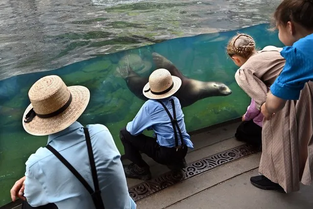 Visitors watch a California sea lion at the Smithsonian National Zoological Park on Thursday May 26, 2022 in Washington, DC. (Photo by Matt McClain/The Washington Post)