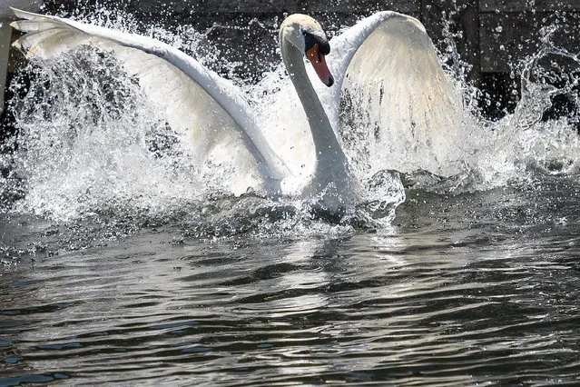 A swan is released back onto the river during the annual Swan Upping census on July 17, 2017 on the River Thames, South West London. The historic Swan Upping ceremony dates back to the 12th century, to when the Crown claimed ownership of all Mute Swans and they were eaten at banquets and feasts. The Sovereign's Swan Marker, David Barber, counts the number of young cygnets on the river each year and ensures that the swan population is maintained. The swans and young cygnets are also assessed for any signs of injury or disease. (Photo by Leon Neal/Getty Images)