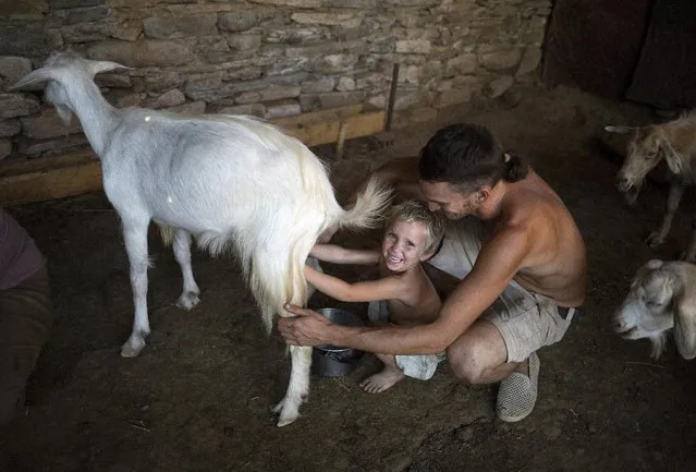 Bastian Hummes (R) teaches his child to milk a goat in the village of Odrintsi, Bulgaria, August 10, 2015. (Photo by Stoyan Nenov/Reuters)