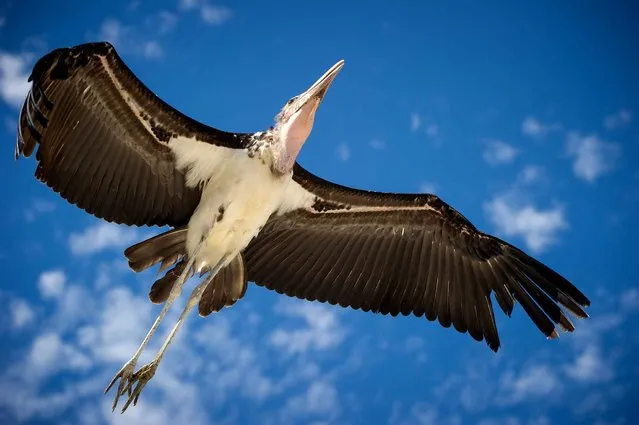 A marabou stork is pictured at the Beauval Zoo in Saint-Aignan, near Tours, on June 23, 2016. (Photo by Guillaume Souvant/AFP Photo)