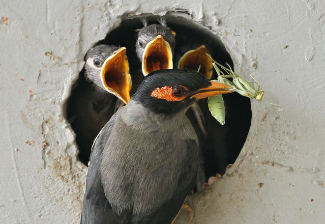 An Indian Myna feed it's chicks a grasshopper on June 8, 2012