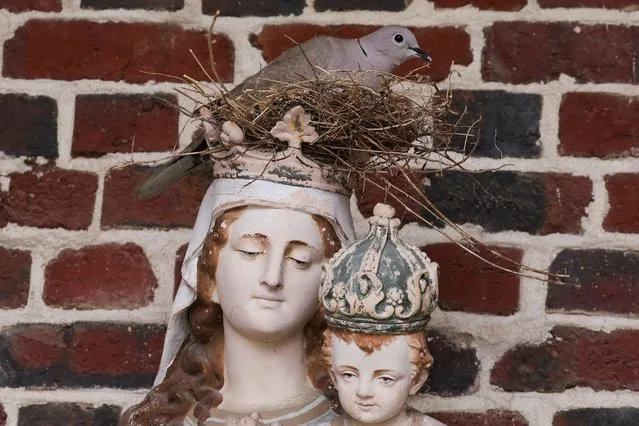 A dove incubates her eggs in a nest built on the head of a statue representing the Virgin and Child in a chapel in Ribecourt-la-Tour, France, June 25, 2022. (Photo by Pascal Rossignol/Reuters)