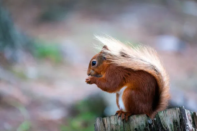 Kielder, Northumberland, UK, 2016. Young red squirrels, which are native to Northumberland, can regularly be seen in the woods and at the feeding station at Leaplish on the shore of Kielder Water. (Photo by Anita Nicholson)