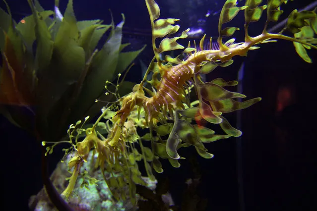 Leafy sea dragon