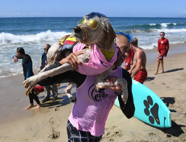 Surf dog Derby and owner Kentucky Gallahue leave the water after competing in the tandem event during the 9th annual Surf City Surf Dog event at Huntington Beach, California on September 23, 2017. (Photo by Mark Ralston/AFP Photo)