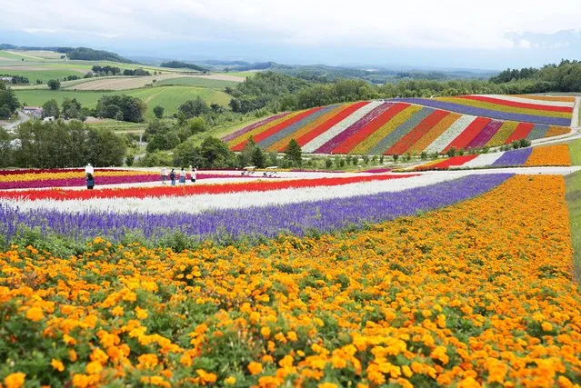 Photo taken August 30, 2022, shows the Shikisai-no-oka flower garden in Biei, Hokkaido, northern Japan. (Photo by Kyodo News/Newscom/Avalon)