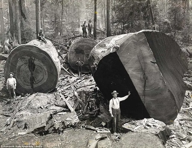 Lumberjacks From California 