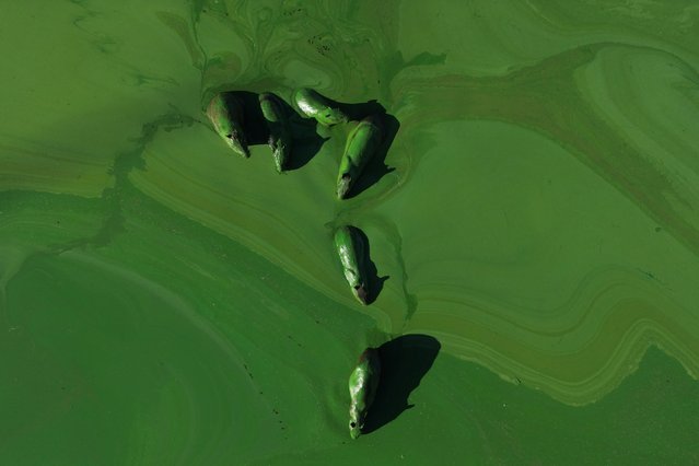 Capybaras (Hydrochoerus hydrochaeris) are covered in bright green slime due to cyanobacteria in the waters of the Salto Grande lake, an artificial body of water made by the hydroelectric dam on the Uruguay River, near Concordia, Entre Rios, Argentina on February 13, 2025. (Photo by Juan Mabromata/AFP Photo)