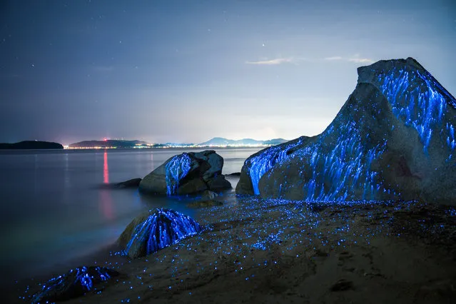 Those lights are actually bioluminescent shrimp, better known as sea fireflies, or, in Japan, as “umibotaru”. Visible every year from May until the end of October, they live in the sand around very shallow sea water and are often seen floating between the extremes of high and low tides. Photographers Trevor Williams and Jonathan Galione took this photo series of the critters, called “The Weeping Stones”, off the coast of Okayama, Japan. Williams and Galione caught the creatures using raw bacon and jars, and the pair positioned them accordingly for their series. The animals were not harmed and returned back to the water shortly thereafter. Here: Large stones on the beach in Okayama, Japan appear to weep as bio-luminescent shrimp leave light trails in the night. (Photo by Trevor Williams/Jonathan Galione/Getty Images)