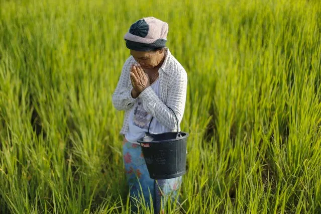 Rice farmer Boonhome Suaydee, 57, gestures in Khon Kaen, Thailand, September 14, 2015. (Photo by Jorge Silva/Reuters)