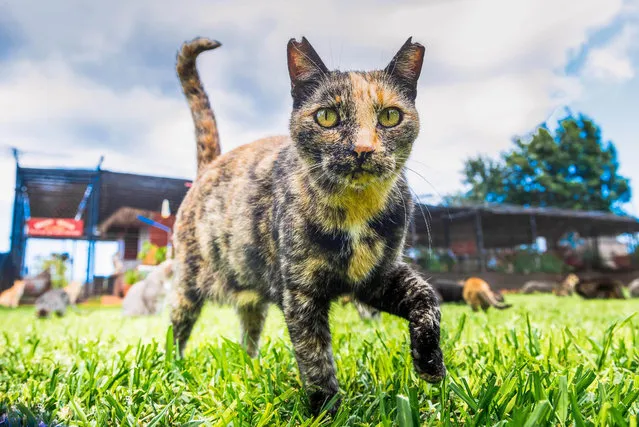 This Hawaiian cat sanctuary has created an “island paradise” for the state’s stray cats. Although most people would take a trip to one of the Hawaiian Islands’ many heavenly sights, Andrew Marttila, 32, and his partner, Hannah Shaw, 30, wanted to visit something more unusual. They decided to take a trip to the Lanai Cat Sanctuary. The island of Lanai is tiny: The population hovers around a little over 3,000 people, mostly staffing the island’s Four Seasons resort. However amid the Hawaiian island’s turquoise waters and endless green foliage, hundreds of cats live in their own secluded paradise at the “Fur Seasons”, a sprawling sanctuary for the island’s feral cats. The Lanai Cat Sanctuary is home to some 500 furry felines, who roam and play on 25,000 square feet of land on one of the most remote islands in the United States. The “cat paradise” was created in 2009 to rescue the island’s cats that were being hunted due to overpopulation. It now opens its doors to thousands of cat lovers a year, some of whom travel to the island just to visit the “Hawaiian Lions”, as they are lovingly known. Lanai became overpopulated with cats after the animals were first brought to Hawaii more than a century ago on whaling boats. Strays were crawling all over the island, begging for food from residents and tourists. Viewing them as pests, residents took to trapping and killing the cats. So a volunteer program was started to catch the feral felines, neuter them, and release them back to the wild. But when it was discovered the cats were also endangering the native ‘Ua’u birds, a shelter was created to rescue the island’s cats and protect its birds at the same time. Upon entering the eternally sunny sanctuary visitors will hear happy mews as they become the center of attention for a few Lanai kitties looking for love. Each of the cats is also available for adoption. The site lies on a plot of land with fresh running water but not much else. There is no electricity or plumbing. The sanctuary runs entirely off of donations from tourists, money the organization has been trying to put toward expanding the sanctuary and establishing a medical system for the feline residents. Lanai is so small and remote, there are few if any veterinarians on the island. Here: An inquisitive cat comes to say hello at the shade at the Lanai Cat Sanctuary in Hawaii. (Photo by Andrew Marttila/Caters News Agency)