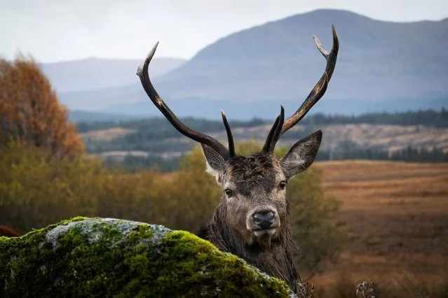 A red deer stag near Loch Rannoch in Perth and Kinross, Scotland on October 26, 2022. (Photo by Murdo MacLeod/The Guardian)